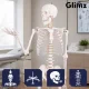 Human Skeleton Anatomical Model Glimz, 170 cm, 1:1 Scale, with Stand