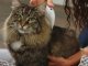 Elektriskā antiblusu ķemme ierīce aparāts mājdzīvniekiem (suņi, kaķi utt.) | Pet Flea Comb Electric Brush Head...