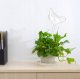 Plant flower irrigator
