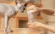 Cheerble Smart Odor Eliminator for Cats Dogs with Infrared Sensor, White