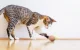 Cheerble Wicked Snail Interactive Cat Toy, Brown