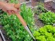 Wooden Dibber with Measuring Scale for Bulbs and Seedlings, 28 cm