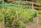 Anti-Bird Net 19 x 19 mm, 4 m Width, Green