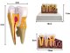 Anatomical Tooth Model for Dental Education with Removable Cross Section Tooth