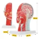 4FIZJO Human Head Cross Section Anatomical Model 1:1 Scale