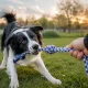 Dog Rope Toy with Loop, 40 cm