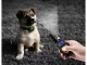Electric Dog Training Collar with Remote 800m, Black