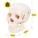4FIZJO Human Skull Anatomical Model 1:1 Scale