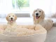 Soft Plush Pet Bed for Dogs and Cats, 60x50 cm, Beige