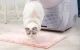 Catlink Scooper Young Self-Cleaning Cat Litter Box, Gray
