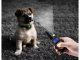 Electric Dog Training Collar with Remote 800m, Black