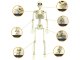 Human Skeleton Hanging 40Cm Halloween Decoration Artificial