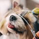Grooming Kit Haircut Scissors for Dogs and Cats + Accessories