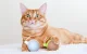 Cheerble Wicked Snail Interactive Cat Toy, Blue