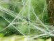Artificial Spider Web with Spiders for Halloween, White
