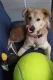 Giant XXL Tennis Ball for Dogs, 24 cm