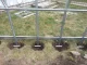 Greenhouse Klasika 24 (3X8M) With Bases And 6Mm Polycarbonate; 4779037490240