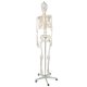Anatomical model of the human skeleton 170 cm, on a stand