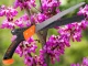 Manual Garden Saw for Branches and Wood with Sheath