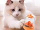 Interactive Dog Toy with Treat Dispenser, Mixed Colors