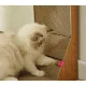 Purlov Cat Corner Scratcher with Toy Cardboard Scratching Post