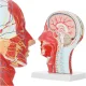 4FIZJO Human Head Cross Section Anatomical Model 1:1 Scale