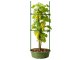 Triangular Plant Support Stake DIVO 60 cm Garden Trellis, Green