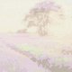 Painting by Numbers - 40x50cm, Lavender Field