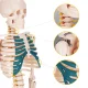 Human Skeleton Anatomical Model 4FIZJO 85 cm on Stand