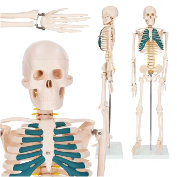 Human Skeleton Anatomical Model 4FIZJO 85 cm on Stand