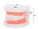 Dental Model Jaw Teeth