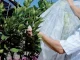 Agrofilm ORTOCLIMA 1.60 x 10 m, 17 g/m2, White