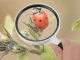 Classic Handheld Magnifying Glass 95 mm for Reading, 3x Lens, Black/White