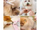 Professional Cordless Dog Grooming Clippers Kit