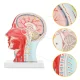 4FIZJO Human Head Cross Section Anatomical Model 1:1 Scale