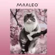 Maaleo Paint by Numbers 40x50 cm, Kitten