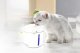 Dogness Mini Dog and Cat Water Fountain Drinker 1L, White