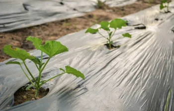 Weed Control Film for Cucumbers with Holes 1 × 10 m, Black