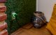 Shelly Plug S MTR Gen3 Smart Socket Matter Wi-Fi Energy Meter 2500W