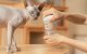 Cheerble Smart Odor Eliminator for Cats Dogs with Infrared Sensor, White