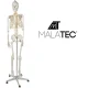 Anatomical model of the human skeleton 170 cm, on a stand