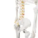 Anatomical model of the human skeleton 170 cm, on a stand