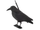 Raven Figure for Bird and Rodent Repelling, 40 cm