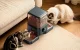 Double Smart Pet Feeder Oneisall PF10 5L with App Control & Voice Recording