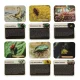 Kids Excavation Kit - Insects in Amber