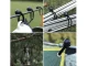 Bungee Cords with Balls for Tarp Fastening, 10 Pcs