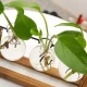 Hydroponic Vase Plant Propagation Station with Wooden Stand