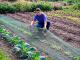 Heavy-Duty Bird Netting for Garden and Crop Protection 14 x 8m