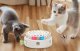 Interactive 3-in-1 Cat Toy Rojeco RWJTY823-02 Dual Power