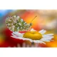 Laowa CA-Dreamer 100 mm f/2.8 Macro 2:1 Lens for Pentax K